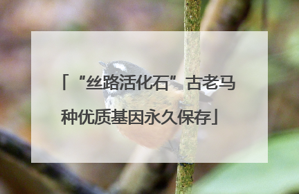 “丝路活化石”古老马种优质基因永久保存