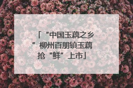 “中国玉藕之乡”柳州百朋镇玉藕抢“鲜”上市