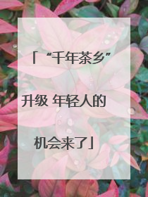 “千年茶乡”升级 年轻人的机会来了