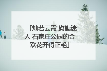 灿若云霞 旖旎迷人 石家庄公园的合欢花开得正艳