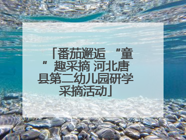 番茄邂逅 “童”趣采摘 河北唐县第二幼儿园研学采摘活动