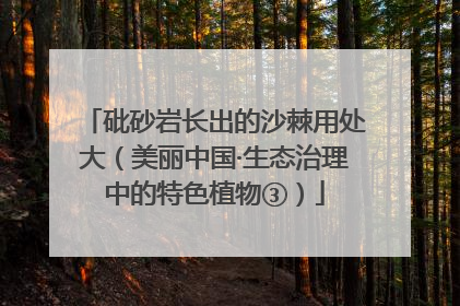 砒砂岩长出的沙棘用处大（美丽中国·生态治理中的特色植物③）