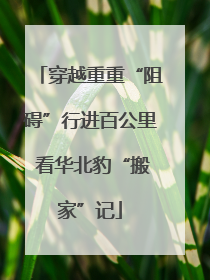 穿越重重“阻碍”行进百公里 看华北豹“搬家”记