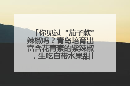 你见过“茄子款”辣椒吗？青岛培育出富含花青素的紫辣椒，生吃自带水果甜