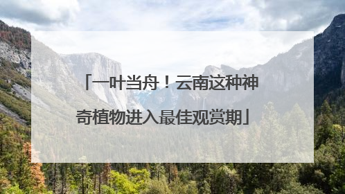 一叶当舟！云南这种神奇植物进入最佳观赏期
