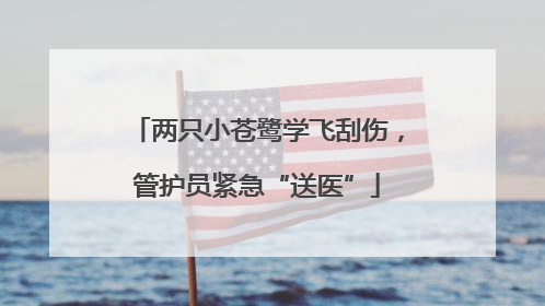 两只小苍鹭学飞刮伤，管护员紧急“送医”