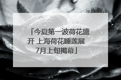 今夏第一波荷花盛开 上海荷花睡莲展7月上旬揭幕