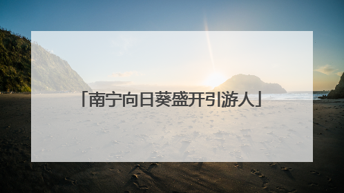 南宁向日葵盛开引游人
