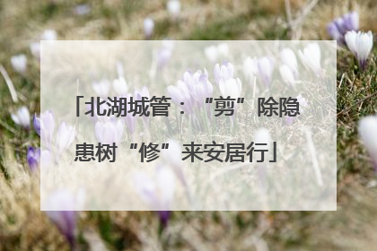 北湖城管：“剪”除隐患树“修”来安居行