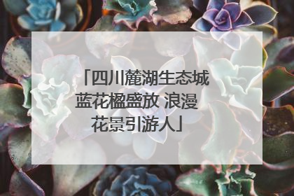 四川麓湖生态城蓝花楹盛放 浪漫花景引游人