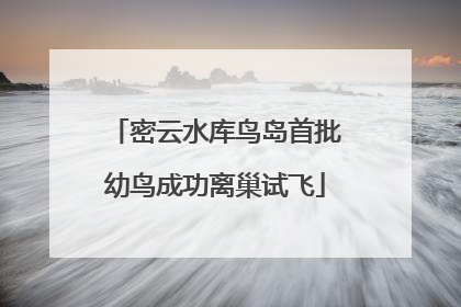 密云水库鸟岛首批幼鸟成功离巢试飞