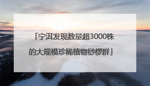 宁洱发现数量超3000株的大规模珍稀植物桫椤群