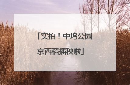 实拍！中坞公园京西稻插秧啦
