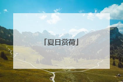 夏日赏荷