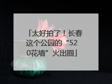 太好拍了！长春这个公园的“520花墙”火出圈