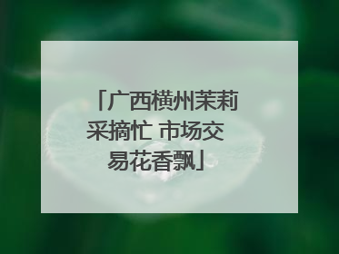 广西横州茉莉采摘忙 市场交易花香飘