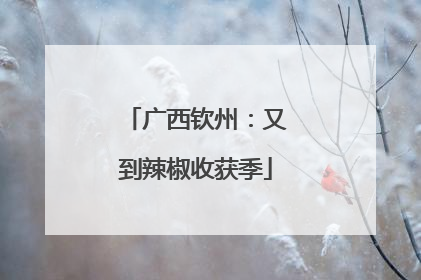 广西钦州：又到辣椒收获季
