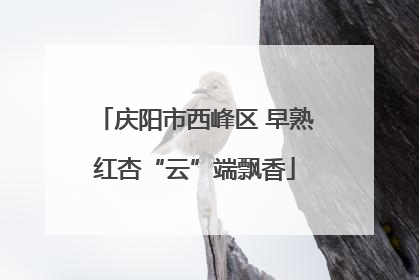 庆阳市西峰区 早熟红杏“云”端飘香
