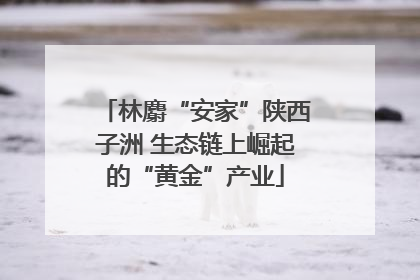 林麝“安家”陕西子洲 生态链上崛起的“黄金”产业