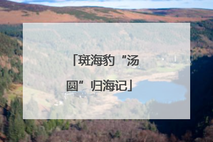 斑海豹“汤圆”归海记