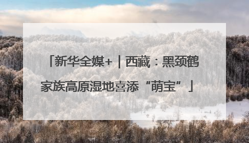 新华全媒+｜西藏：黑颈鹤家族高原湿地喜添“萌宝”