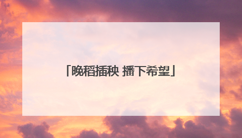 晚稻插秧 播下希望
