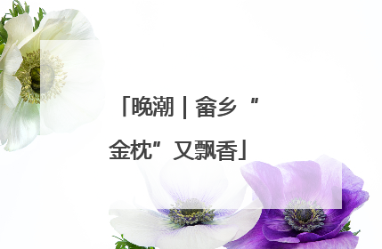 晚潮｜畲乡“金枕”又飘香