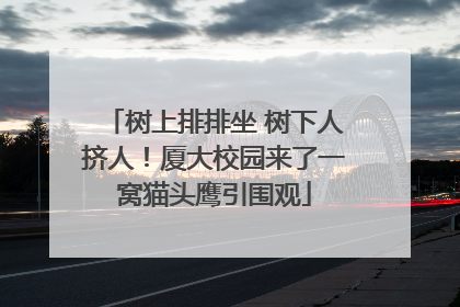 树上排排坐 树下人挤人！厦大校园来了一窝猫头鹰引围观