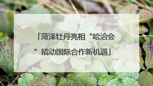 菏泽牡丹亮相“哈洽会”撬动国际合作新机遇