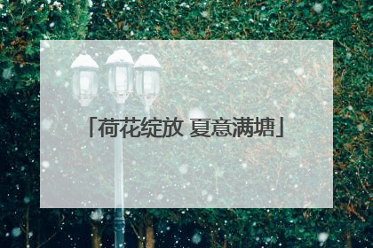荷花绽放 夏意满塘