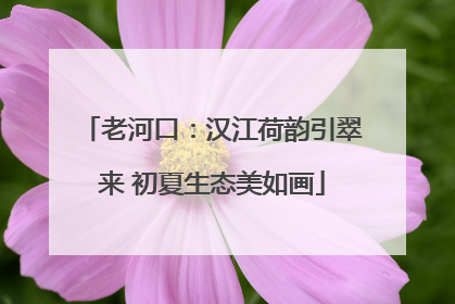 老河口：汉江荷韵引翠来 初夏生态美如画