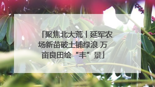 聚焦北大荒丨延军农场新苗破土铺绿浪 万亩良田绘“丰”景