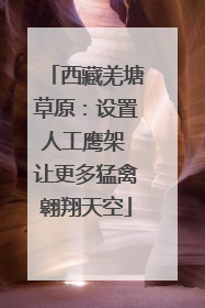 西藏羌塘草原：设置人工鹰架 让更多猛禽翱翔天空