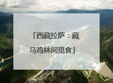 西藏拉萨：藏马鸡林间觅食