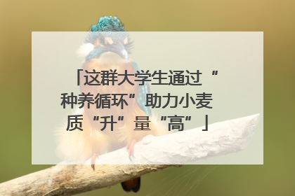 这群大学生通过“种养循环”助力小麦质“升”量“高”