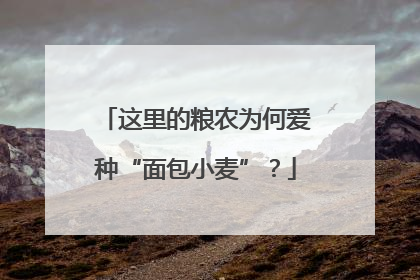 这里的粮农为何爱种“面包小麦”？