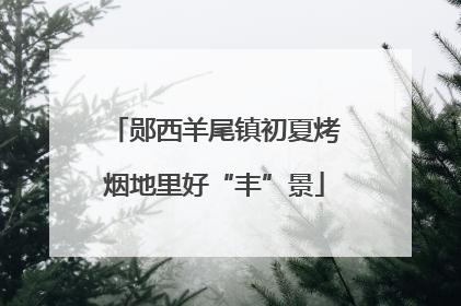 郧西羊尾镇初夏烤烟地里好“丰”景