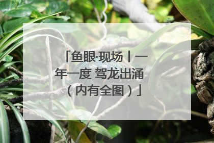 鱼眼·现场丨一年一度 驾龙出涌（内有全图）