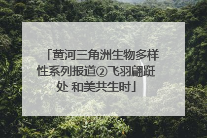 黄河三角洲生物多样性系列报道②飞羽翩跹处 和美共生时