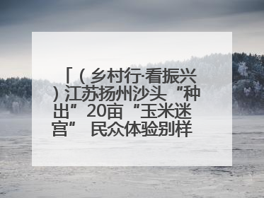 （乡村行·看振兴）江苏扬州沙头“种出”20亩“玉米迷宫” 民众体验别样“田园乐趣”