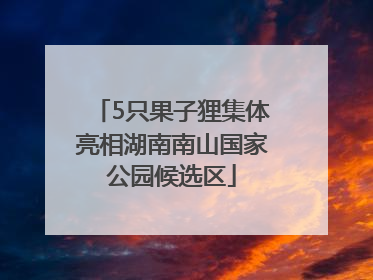 5只果子狸集体亮相湖南南山国家公园候选区