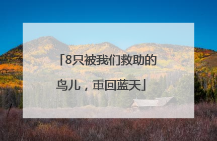 8只被我们救助的鸟儿，重回蓝天